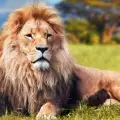 Защо лъвът е царят на джунглата, когато живее в саваната?