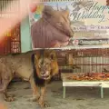 Вдигнаха сватбено тържество на лъвове в Бангладеш