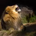 Спасяват лъвовете в Африка с нов фонд