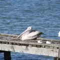 Новоизлюпени пеликанчета щъкат в Сребърна