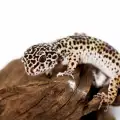 Грижа за бебе гекон