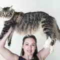 Вижте най-дългата котка в света!