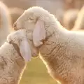 Домашни Овце