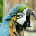 Най-добре говорещите видове папагали