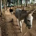 Вече няма места в приюта за магарета в село Баничан