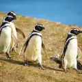 Бебе-пингвин бе кръстено на Дейвид Бауи
