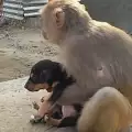 Умилително! Маймунка осинови бездомно кученце