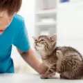Как да изчистим котката от бълхи