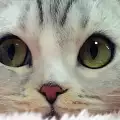 Това е котката с най-красивите очи в света