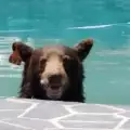 Вижте как мечка-табиетлия се самопокани в басейн (СНИМКИ)