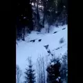 Мечки погнаха скиори по пистите в Румъния