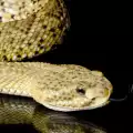 Змия посети заведение в Кърджали