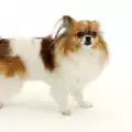 Отглеждане на Ми-Ки вкъщи