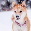 Кучето Миа е най-големият фен на снега (СНИМКИ)