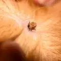 Признаци, че кучето има кърлеж