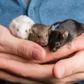 Тайният живот на мишките и плъховете
