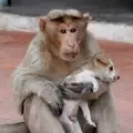 Маймуна осинови кученце в Индия