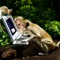 Маймуните се оказаха страстни киномани