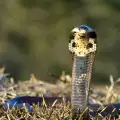 Най-отровните змии