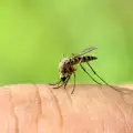 Генно модифицирани комари обикалят Каймановите острови