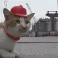 Котак стана почетен майстор на строеж