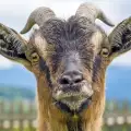 Вижте най-красивите и странни домашни животни край Крупник