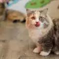 Трицветните котки са само женски