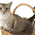 Най-дребните породи котки