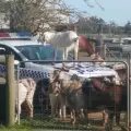 Пакостливи кози си устроиха парти върху полицейска патрулка