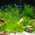 Избор на водорасли за аквариума