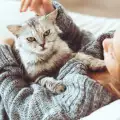 Ето защо котките ни масажират с лапи