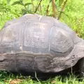 Oткриха нов вид гигантска костенурка на Галапагос
