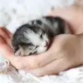 Грижи за новородени котета без майка