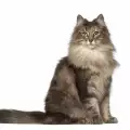 Заболявания при норвежка горска котка