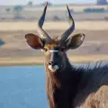 Ниала