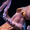 Октопод открадна камера и засне уникални кадри под вода