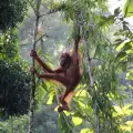 Орангутаните в Борнео изчезват