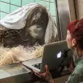 Орангутаните Зинта и Гемпа, които се влюбиха по Скайп