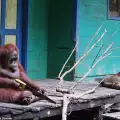 Умен вид орангутани се научиха да използват трион
