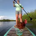 Кокошката, която е пристрастена към плаването на падъл борд