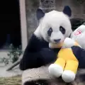Отиде си най-старата панда на света