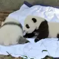 Ясен е полът на пандите близнаци, родени във Виена