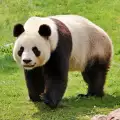 Интересни факти за Голямата панда