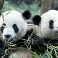 Панди близначки не се адаптират в родния Китай
