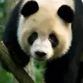 Пандите в Китай измират една по една