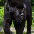 Черна Пантера
