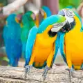 Съвети при хранене на папагал ара