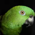 Обучение и дресура на папагал