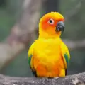 Слънчева Аратинга: съвети при отглеждане на папагала