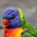 Кои папагали са шумни?